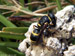 Potter Wasp Nest